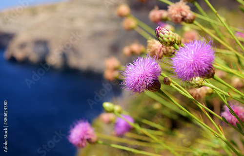 Closeup shot of Maltese centaury flowers