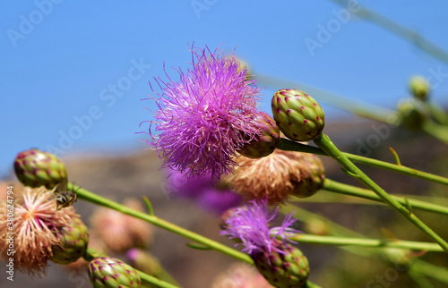 Closeup shot of a Maltese centaury