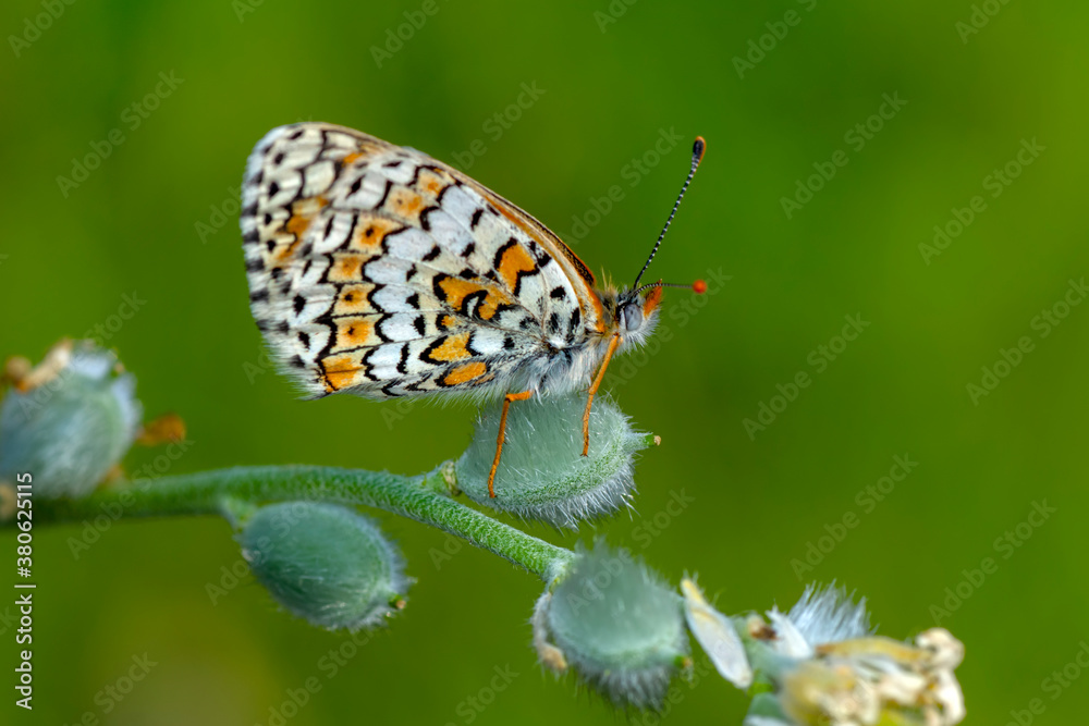 Obraz premium Macro shots, Beautiful nature scene. Closeup beautiful butterfly sitting on the flower in a summer garden.