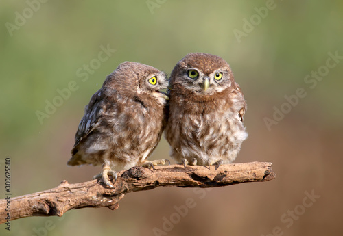 Adult birds and little owl chicks (Athene noctua) are photographed at close range closeup on a blurred background. photo