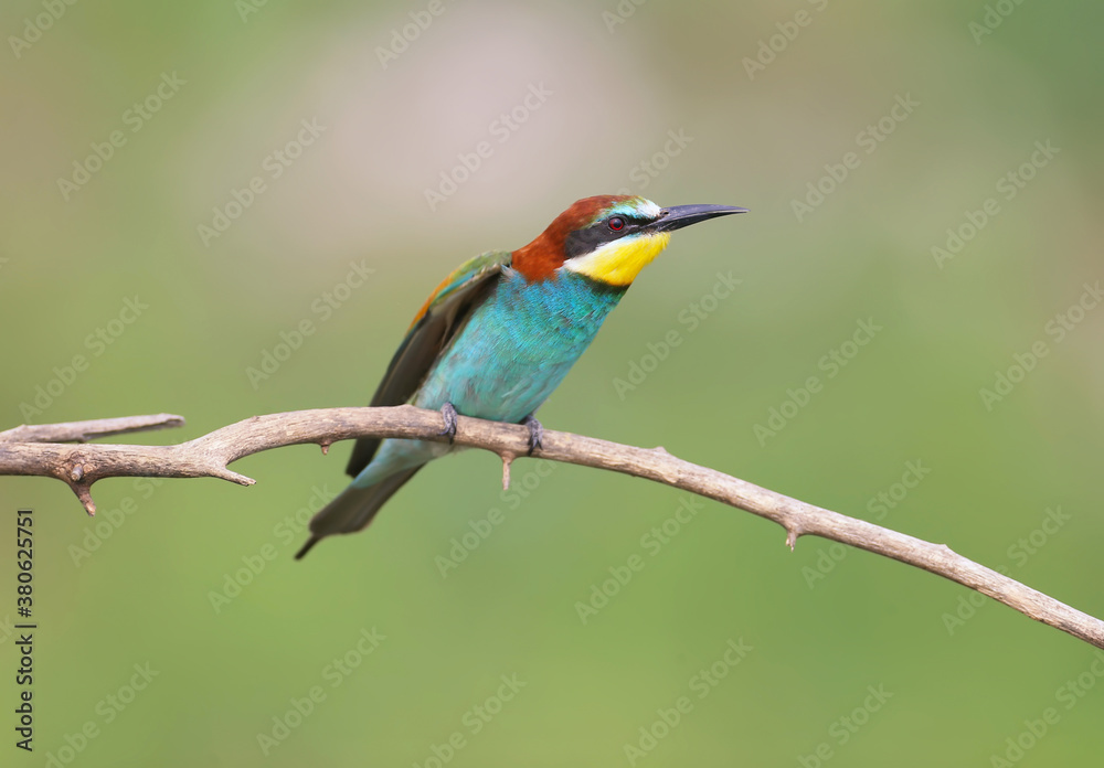 Single bee-eater photographed close-up on a dry branch on a blurred background Single bee-eater photographed close-up on a dry branch on a blurred background