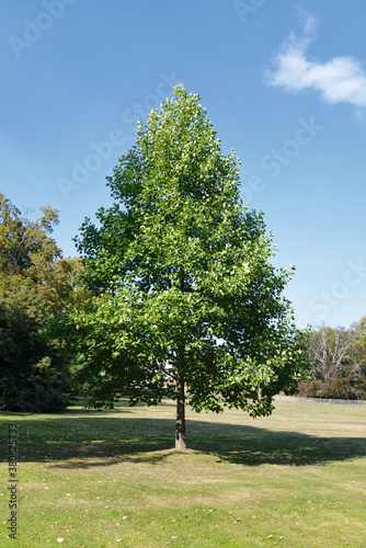 Amerikanischer Tulpenbaum, Liriodendron tulipifera photo