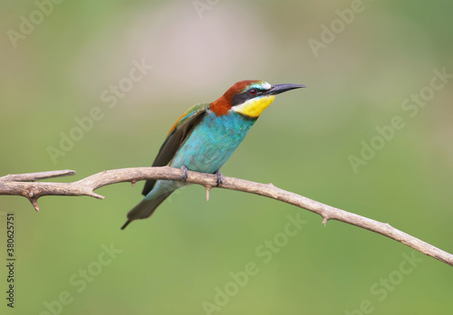 Single bee-eater photographed close-up on a dry branch on a blurred background