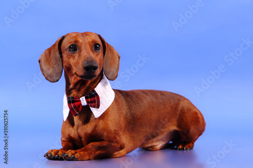 Dachshund on a blue background