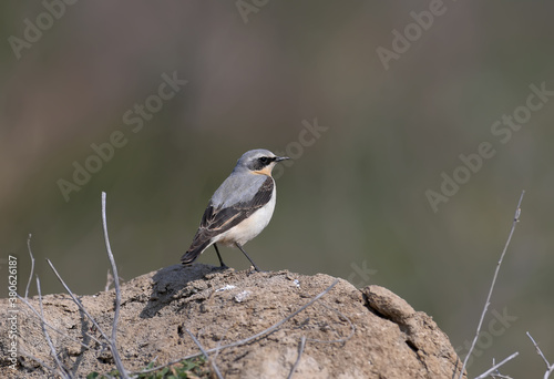 Portrait of a male The northern wheatear or wheatear (Oenanthe oenanthe) close-up. A bird sits on a large pile of soil on a blurred background