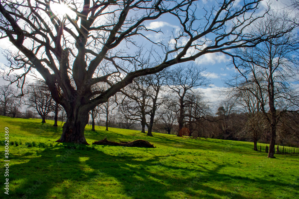 Old Tree at The Vyne in Hampshire England United Kingdom Old Tree at The Vyne in Hampshire England United Kingdom
