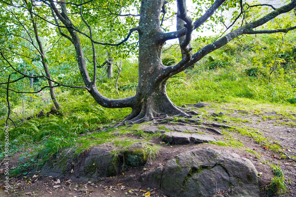 Extraño árbol que crece sobre rocas erosionadas, con grandes ramas Extraño árbol que crece sobre rocas erosionadas, con grandes ramas
