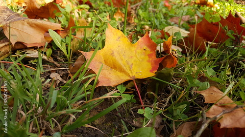 A yellow-brown maple leaf on green grass with other fallen leaves.