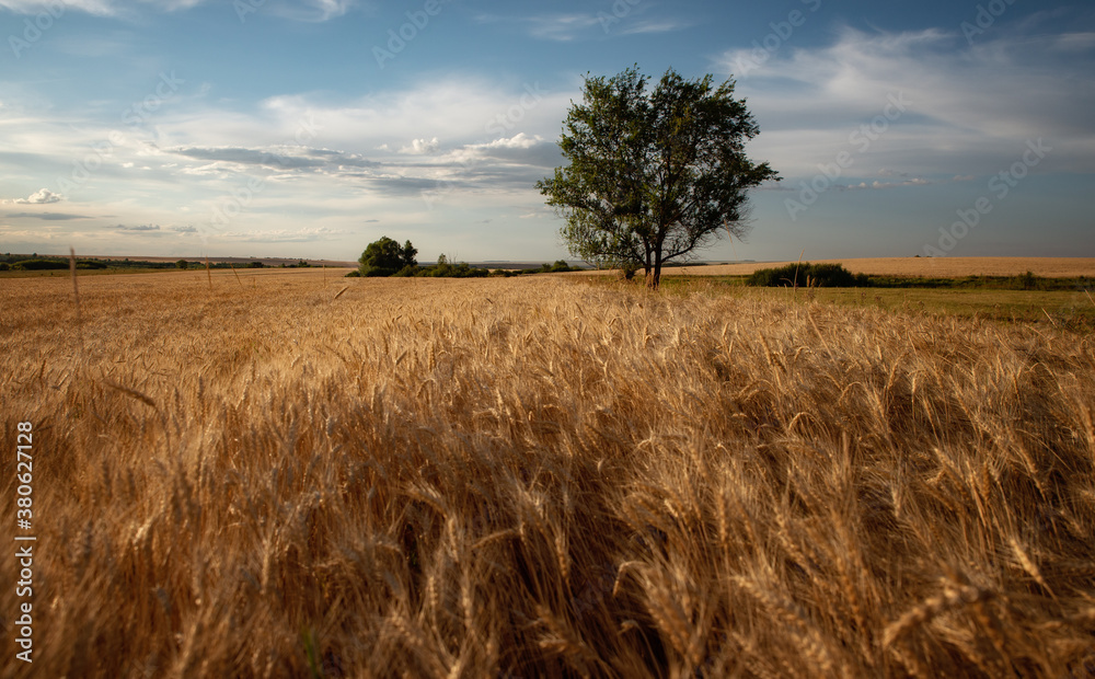 Obraz premium Wheat field. trees in the background