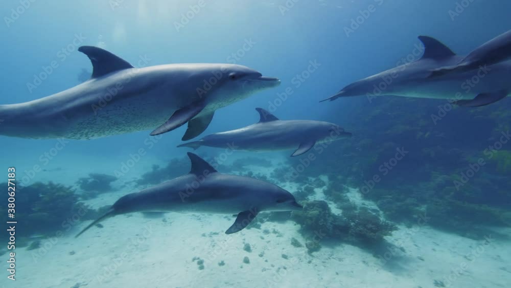 Group of dolphins swimming in the blue water of the norther Red sea. Aquatic marine animals in their natural habitat. Group of dolphins swimming in the blue water of the norther Red sea. Aquatic marine animals in their natural habitat.