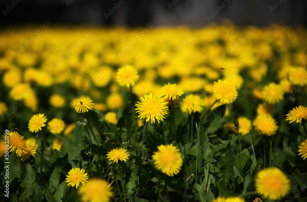 Green field with yellow dandelions. Closeup of yellow flowers on the ground