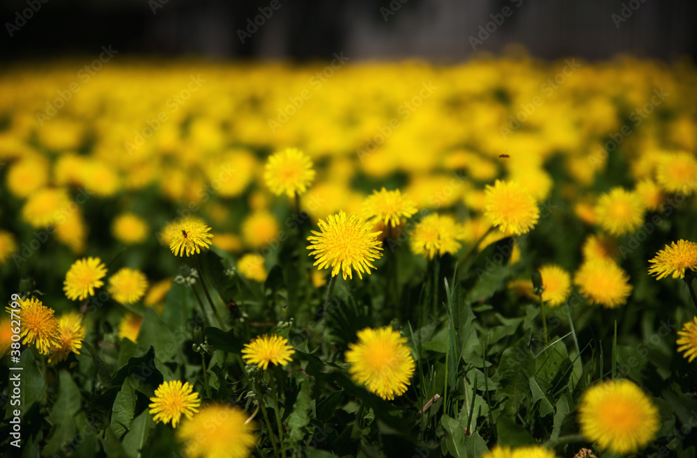 Green field with yellow dandelions. Closeup of yellow flowers on the ground Green field with yellow dandelions. Closeup of yellow flowers on the ground