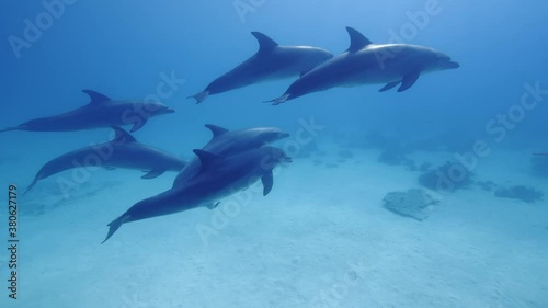 A group of dolphins swimming over the sandy botton in the red sea, Egypt. Indo-Pacific bottlenose dolphins (Tursiops aduncus) off Hurghada, Northern Red Sea, Egypt photo