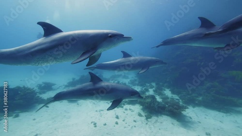 Group of dolphins swimming in the blue water of the norther Red sea. Aquatic marine animals in their natural habitat.