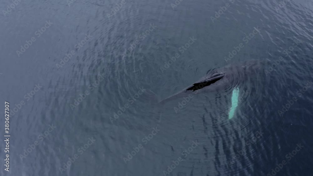 A Humpback Whale Swimming In The Calm Sea In Slow Motion - aerial drone A Humpback Whale Swimming In The Calm Sea In Slow Motion - aerial drone