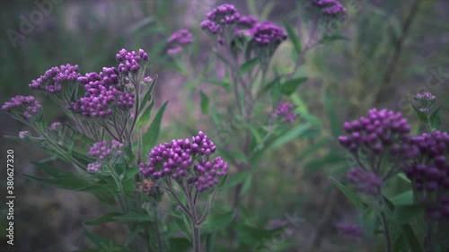 Beautiful purple flower plant from a lake photo