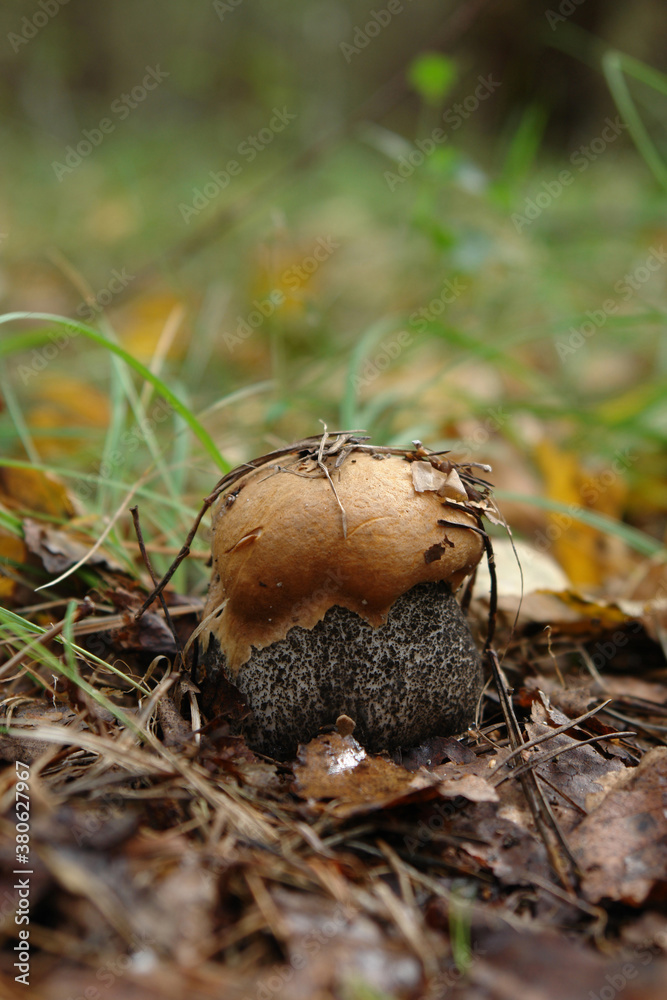 A small orange birch bolete (Leccinum versipelle) with a thick, barrel-shaped stem among the fallen leaves in the forest, close-up, copy space for text A small orange birch bolete (Leccinum versipelle) with a thick, barrel-shaped stem among the fallen leaves in the forest, close-up, copy space for text