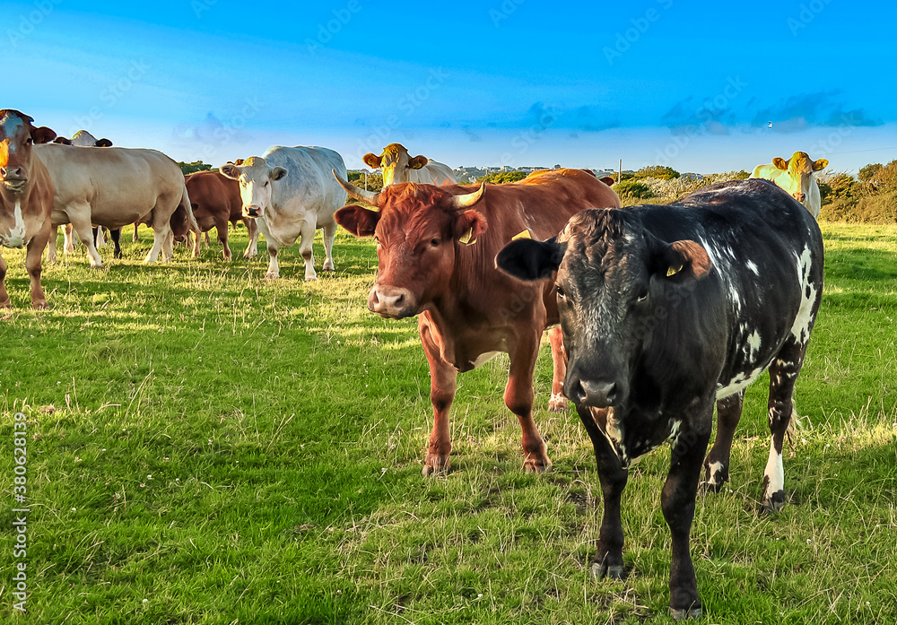 cows in the field cows in the field