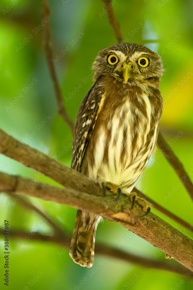 The ferruginous pygmy owl (Glaucidium brasilianum) is a small owl that breeds in south-central Arizona and southern Texas in the United States, south through Mexico and Central America The ferruginous pygmy owl (Glaucidium brasilianum) is a small owl that breeds in south-central Arizona and southern Texas in the United States, south through Mexico and Central America