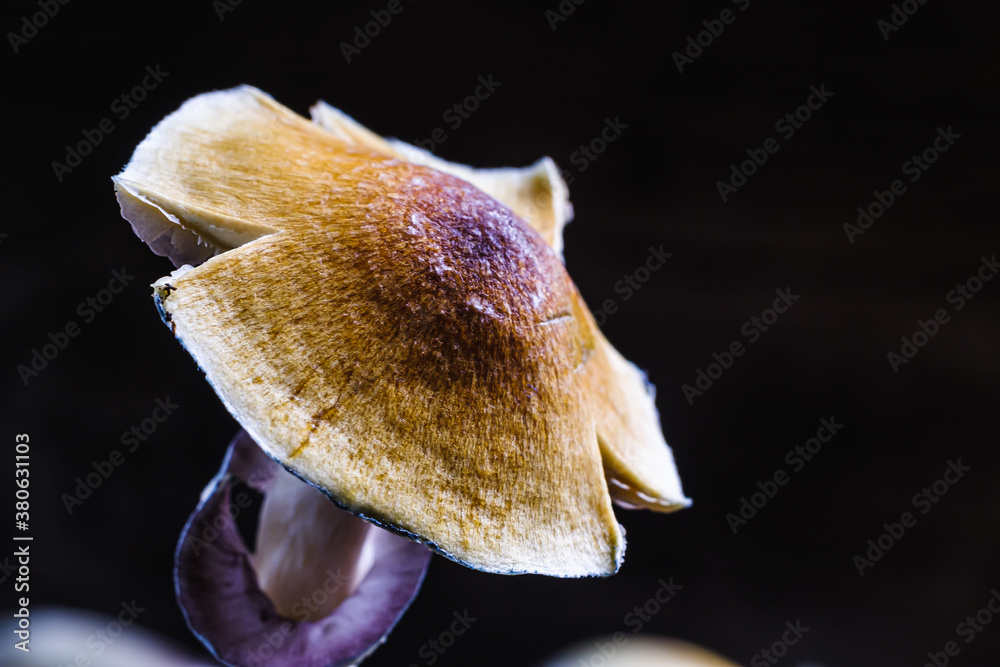 The Mexican magic mushroom is a psilocybe cubensis, whose main active elements are psilocybin and psilocin - Mexican Psilocybe Cubensis. An adult mushroom raining spores The Mexican magic mushroom is a psilocybe cubensis, whose main active elements are psilocybin and psilocin - Mexican Psilocybe Cubensis. An adult mushroom raining spores