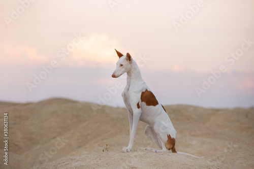dog portrait against sky. Graceful Ibizan greyhound. Pet in nature.  photo