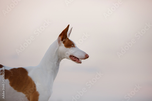 dog portrait against sky. Graceful Ibizan greyhound. Pet in nature. 