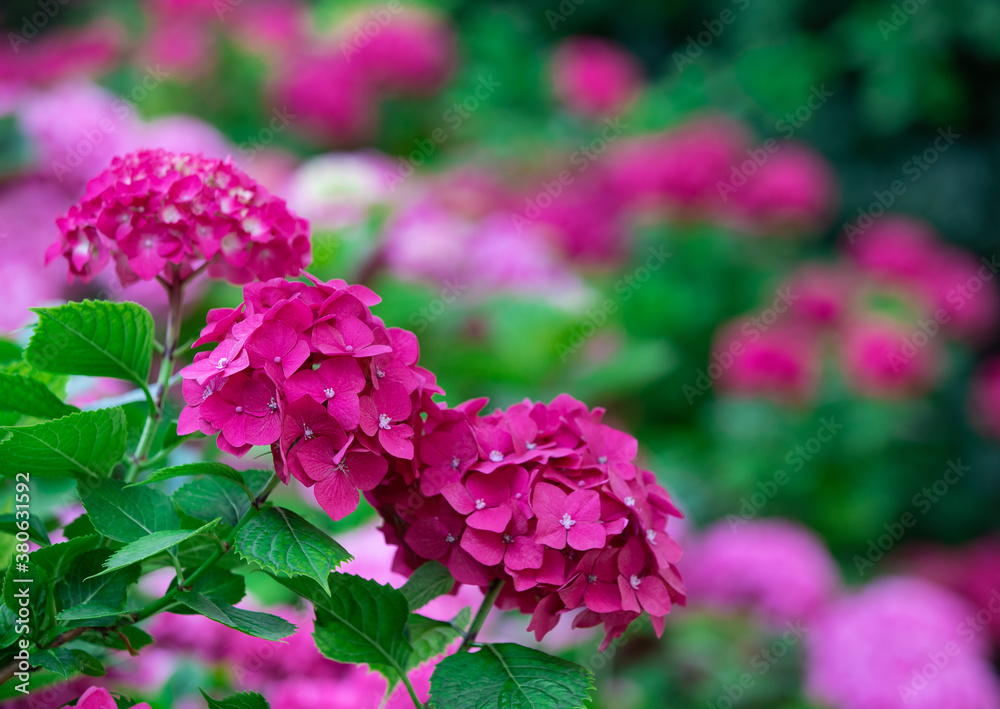 beautiful red and purple flowers with green petals. purple flowers with red flowers in the background. hydrangea bushes, flowering and sunlit V beautiful red and purple flowers with green petals. purple flowers with red flowers in the background. hydrangea bushes, flowering and sunlit V