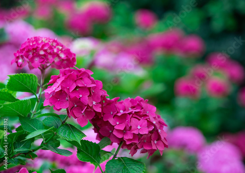 beautiful red and purple flowers with green petals. purple flowers with red flowers in the background. hydrangea bushes  flowering and sunlit V