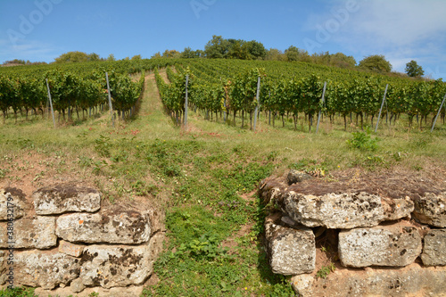 weinberg an der Hiwweltour heideblick photo