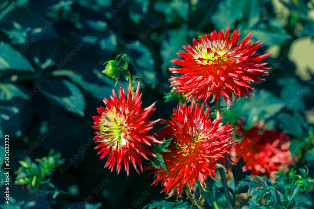 Colorful of dahlia red flower in beautiful garden. Colorful of dahlia red flower in beautiful garden.