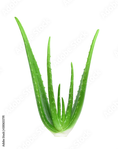 Aloe vera plant with water droplets isolated on white background. Clipping path.