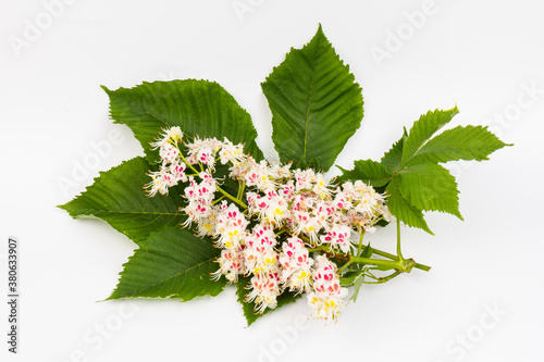 Horse-chestnut (Aesculus hippocastanum, Conker tree) flowers and leaf on  white background