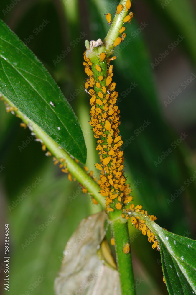 A swarm of Oleander Aphids feed on a milkweed plant Stock Photo Adobe Stock