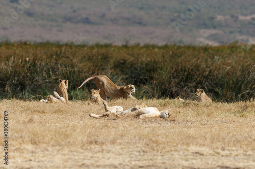 Really lazy lions