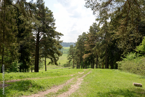 footpath in the forest