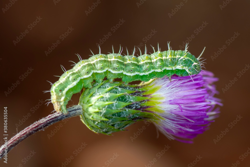 Macro shots, Beautiful nature scene. Close up beautiful caterpillar of butterfly  
	
