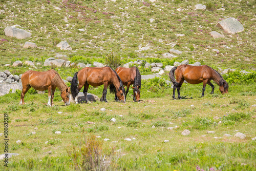 Horses at the mountains