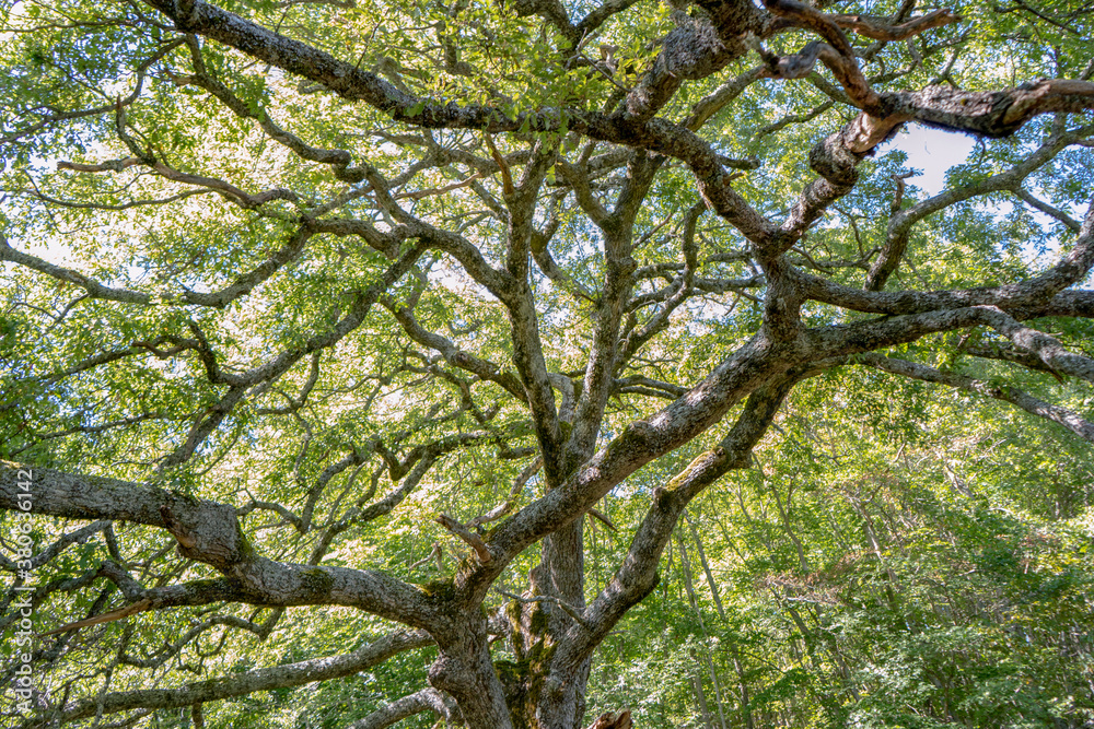 Fototapeta premium Cammino dei Briganti