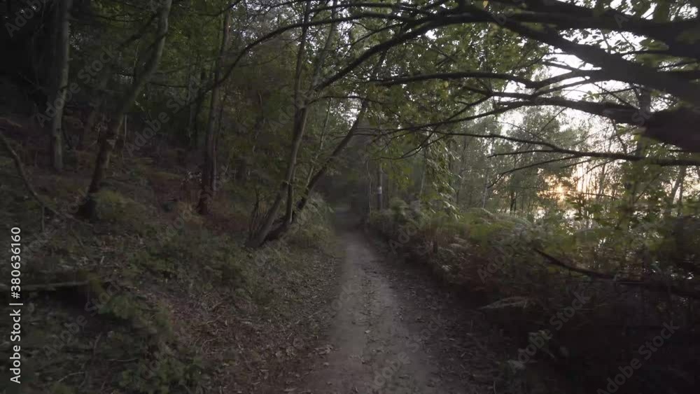 Beautiful natural green forest in england united kingdom. Branches cover the top of the path. Amazing place to explore and get lost Beautiful natural green forest in england united kingdom. Branches cover the top of the path. Amazing place to explore and get lost