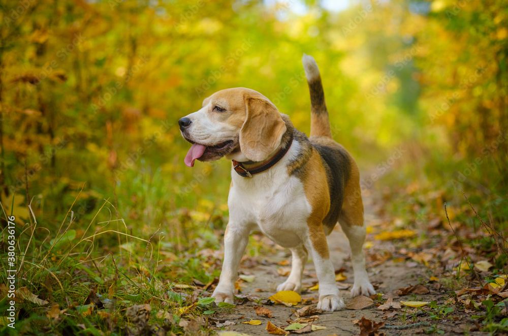 Beagle dog on a walk in the autumn Park Beagle dog on a walk in the autumn Park