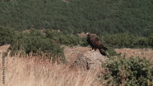 Golden Eagle Perched on Rock in Forested Mountain Terrain, Slowmo Wide Shot photo