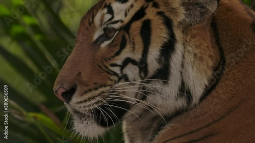 tiger closeup side profile as jungle sways in slow motion photo