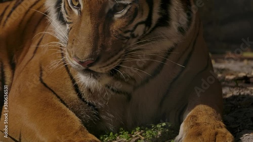 tiger licks lip and raises head slow motion photo