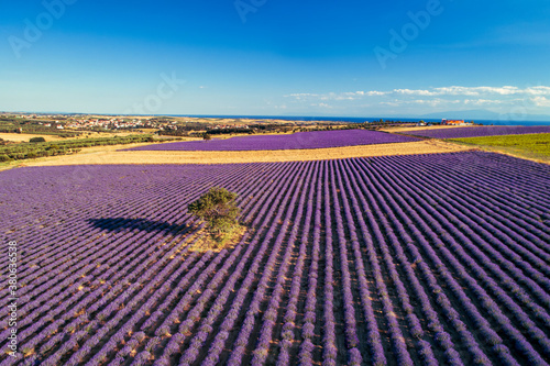 Blooming lavender create a stunningly beautiful landscape