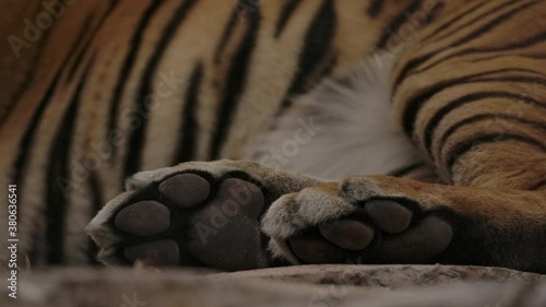 tiger paws closeup as it sleeps photo