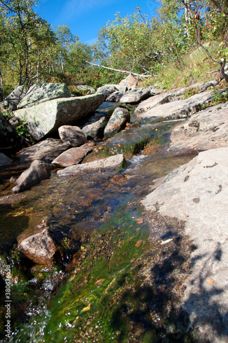 Obraz na płótnie Mountains and Rocks in Siberian area Sheregesh (Russia) covered with coniferous forest on a summer sunny day w salonie