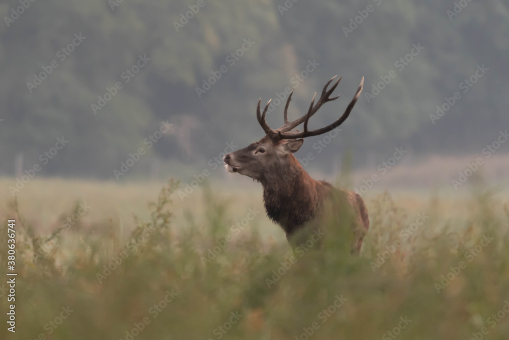 Naklejka premium Jelen