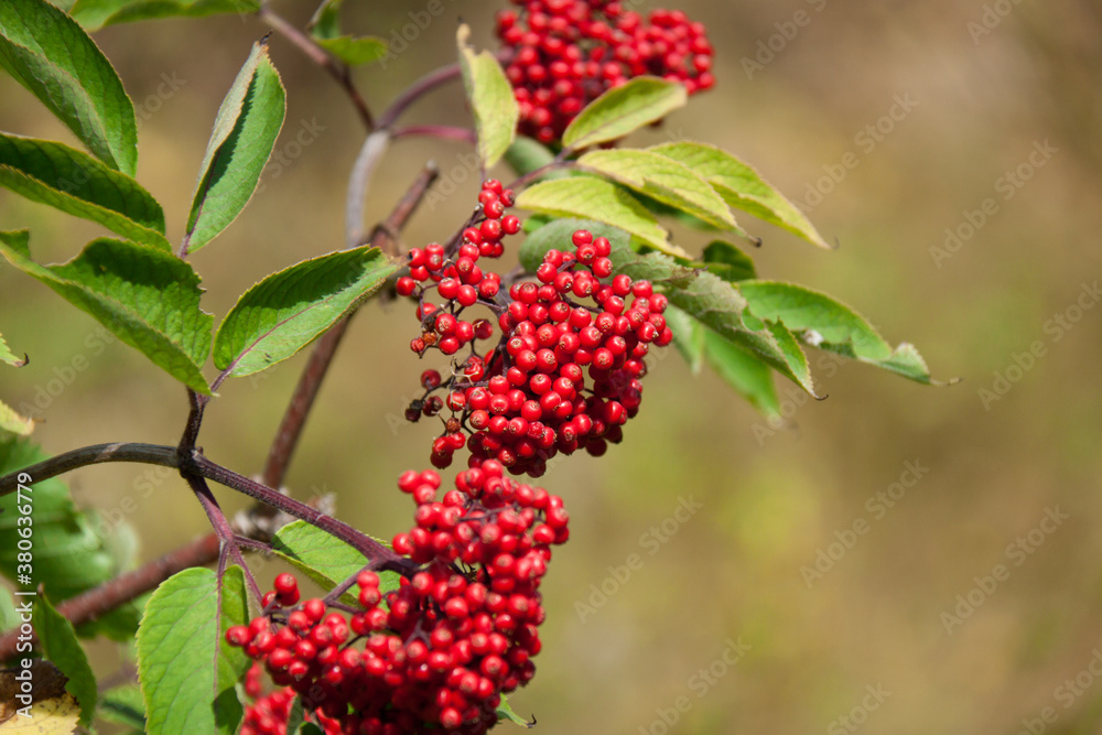Red berries with green leaves in the mountainous region of Siberia Red berries with green leaves in the mountainous region of Siberia