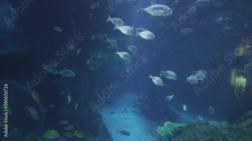 Amazing underwater footage in one of the world's largest indoor aquarium the Dubai Mall Aquarium with the amazing school of fish swing around with the beautiful coral, gates underwater, 8K photo
