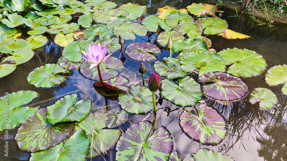 Estanque con nenufar en el jardin botanico de Valencia Estanque con nenufar en el jardin botanico de Valencia